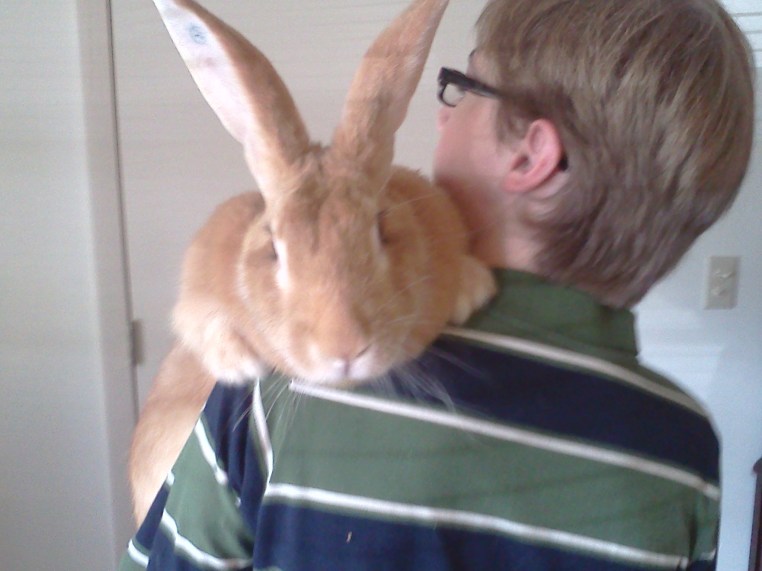 Flemish Giant Rabbit © Grimes Family Fluffers