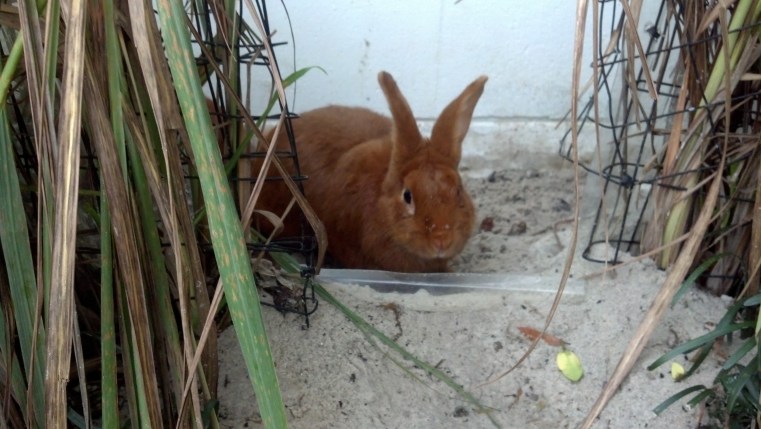 Thrianta Rabbit doe Sophie © 2013 Grimes Family Fluffers