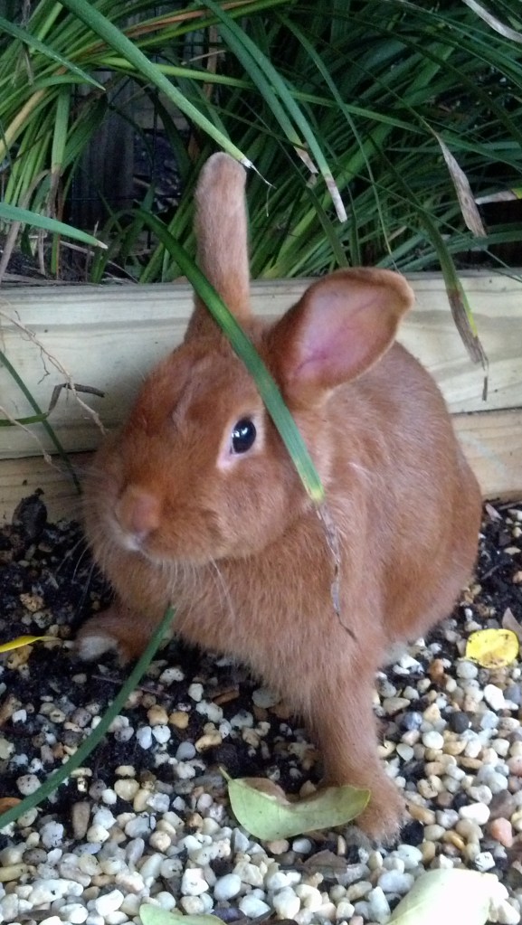 Thrianta Rabbit doe Molly © 2013 Grimes Family Fluffers