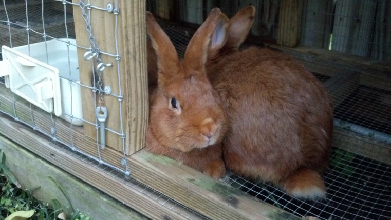 Thrianta Rabbits © 2013 Grimes Family Fluffers