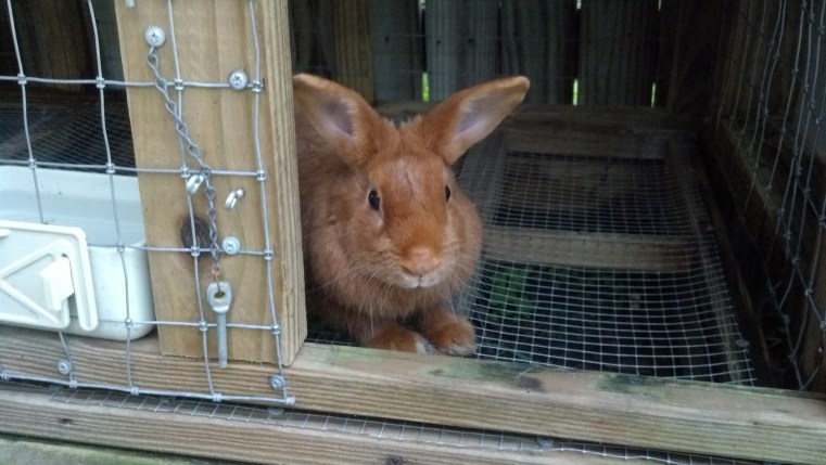 Thrianta Rabbits © 2013 Grimes Family Fluffers