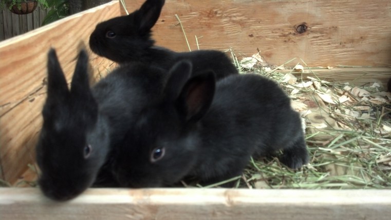 Flemish Giant Rabbits © 2013 Grimes Family Fluffers