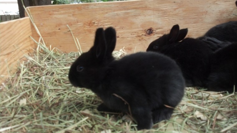 Flemish Giant Rabbits © 2013 Grimes Family Fluffers