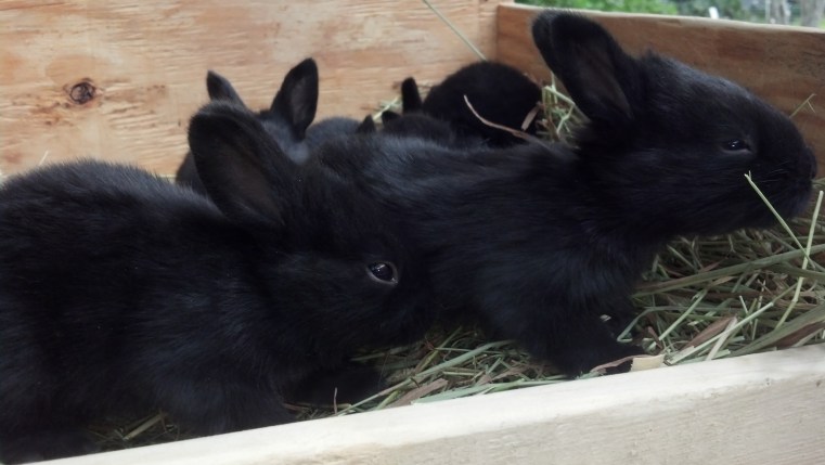 © 2013 - Grimes Family Fluffers