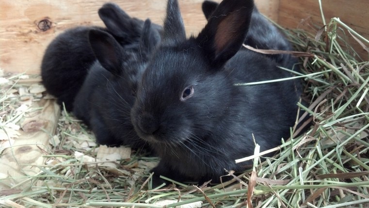 Flemish Giant Rabbits © 2013 Grimes Family Fluffers