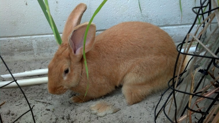 Lily (Twisted Oaks Rabbitry) enjoying the tea garden