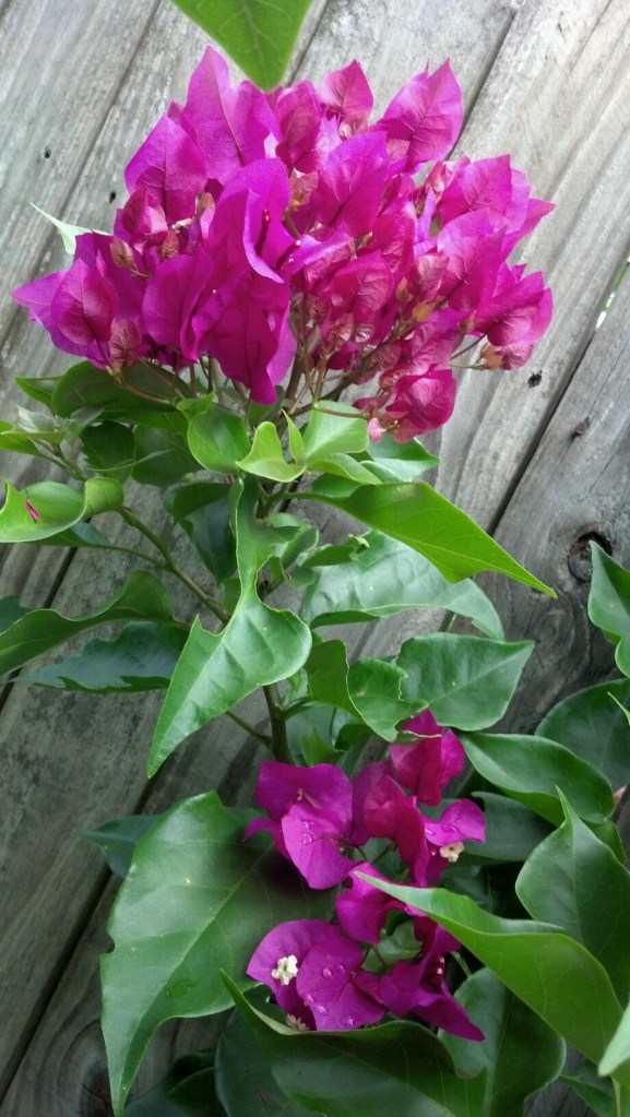 Bouganvilla checks in