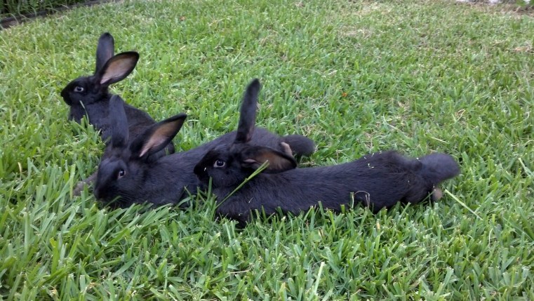 Flemish Giant does 10 weeks