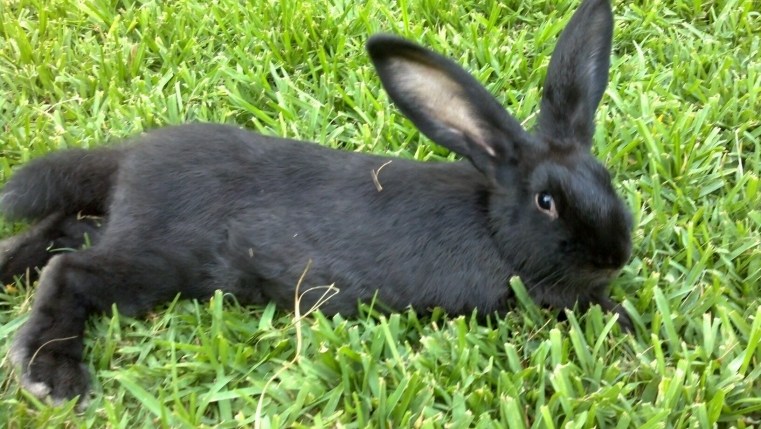 Flemish Giant doe at 10 weeks