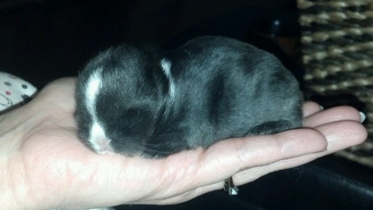 Grimes Family Fluffers © 2013